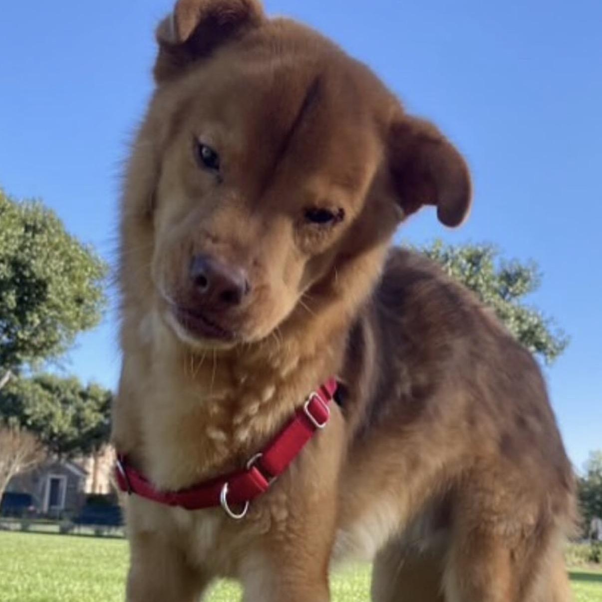 Enlarge Joey, a Adoptable Chow Chow in Westlake Village, CA image 5/6