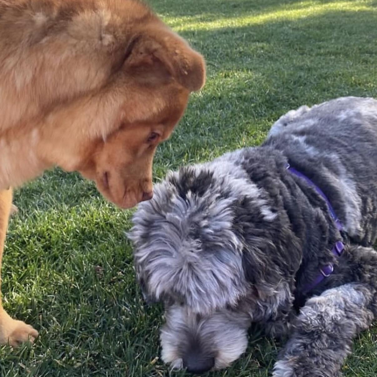 Enlarge Joey, a Adoptable Chow Chow in Westlake Village, CA image 4/6