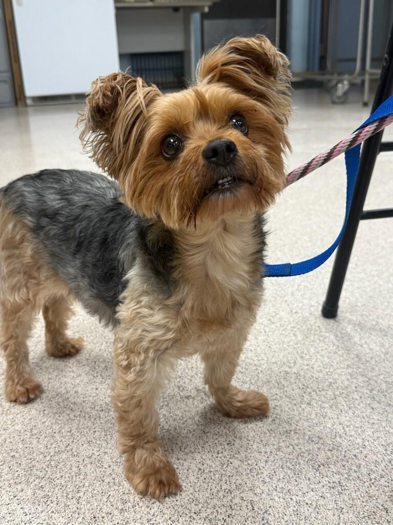 Enlarge Chickpea, an adopted Yorkshire Terrier in Teterboro, NJ image 1/1