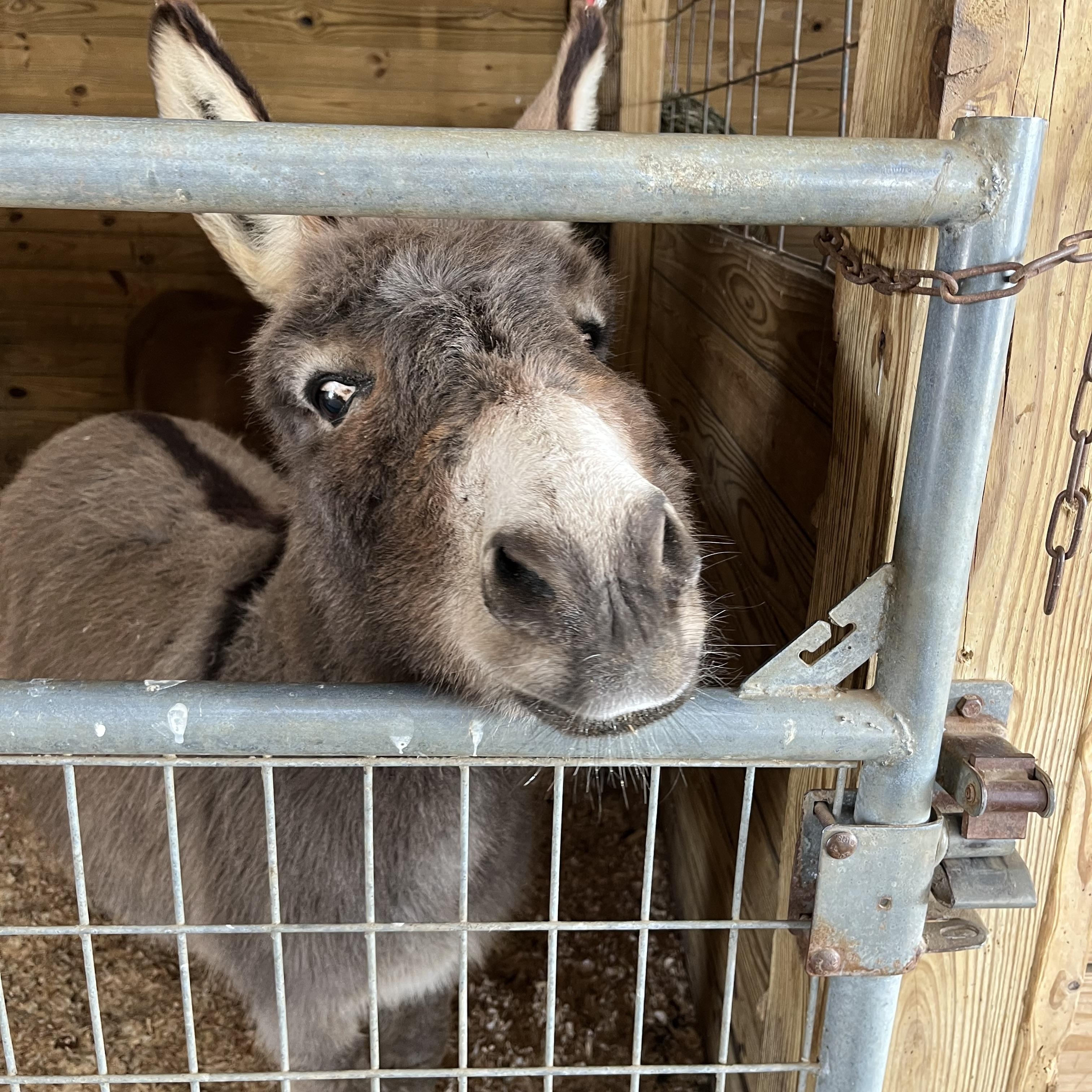 Enlarge Rufus, a ADOPTABLE Donkey in Athens, OH image 1/1