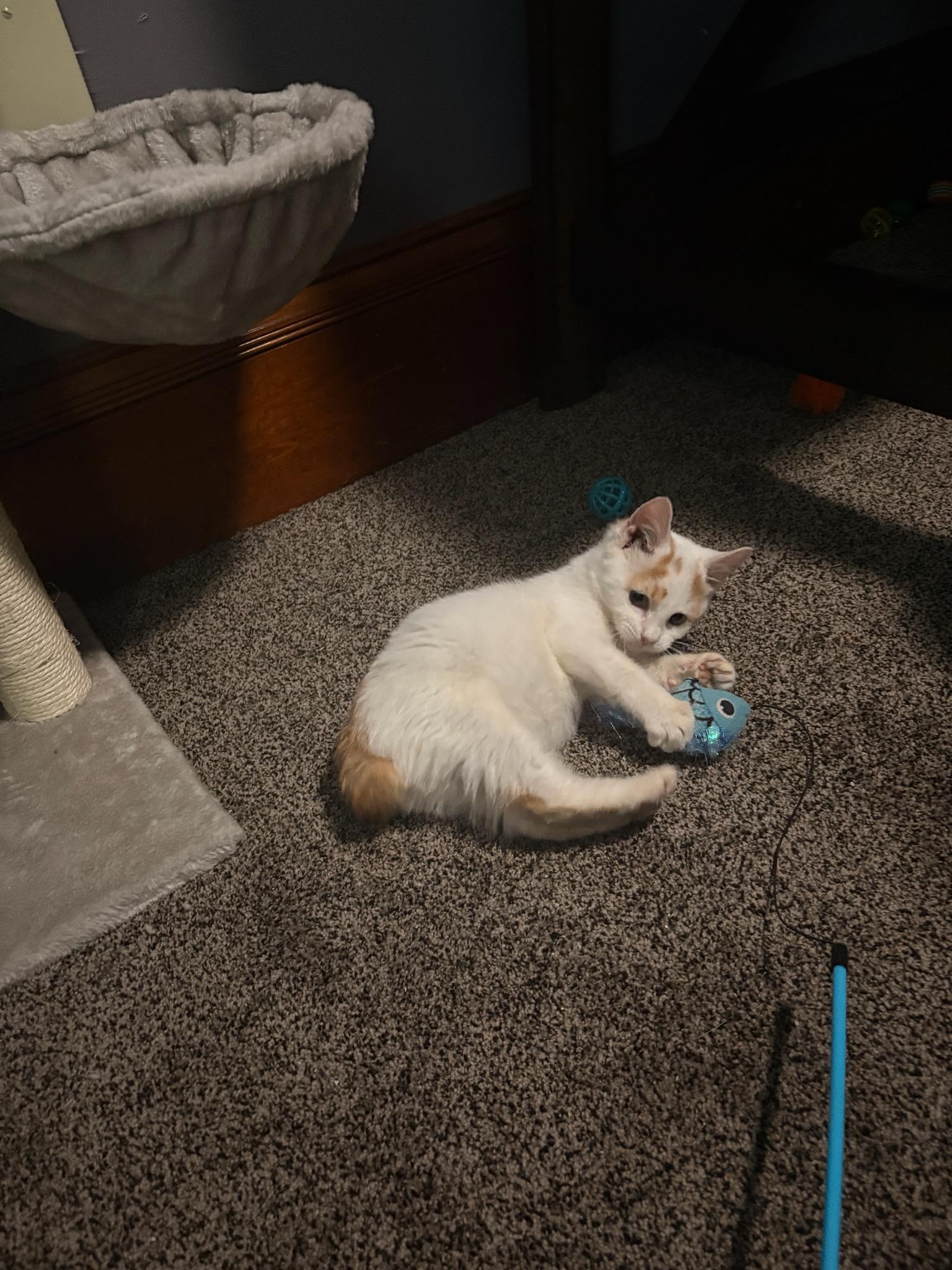 Roo, an adopted Domestic Short Hair in Mansfield, PA image 1/3