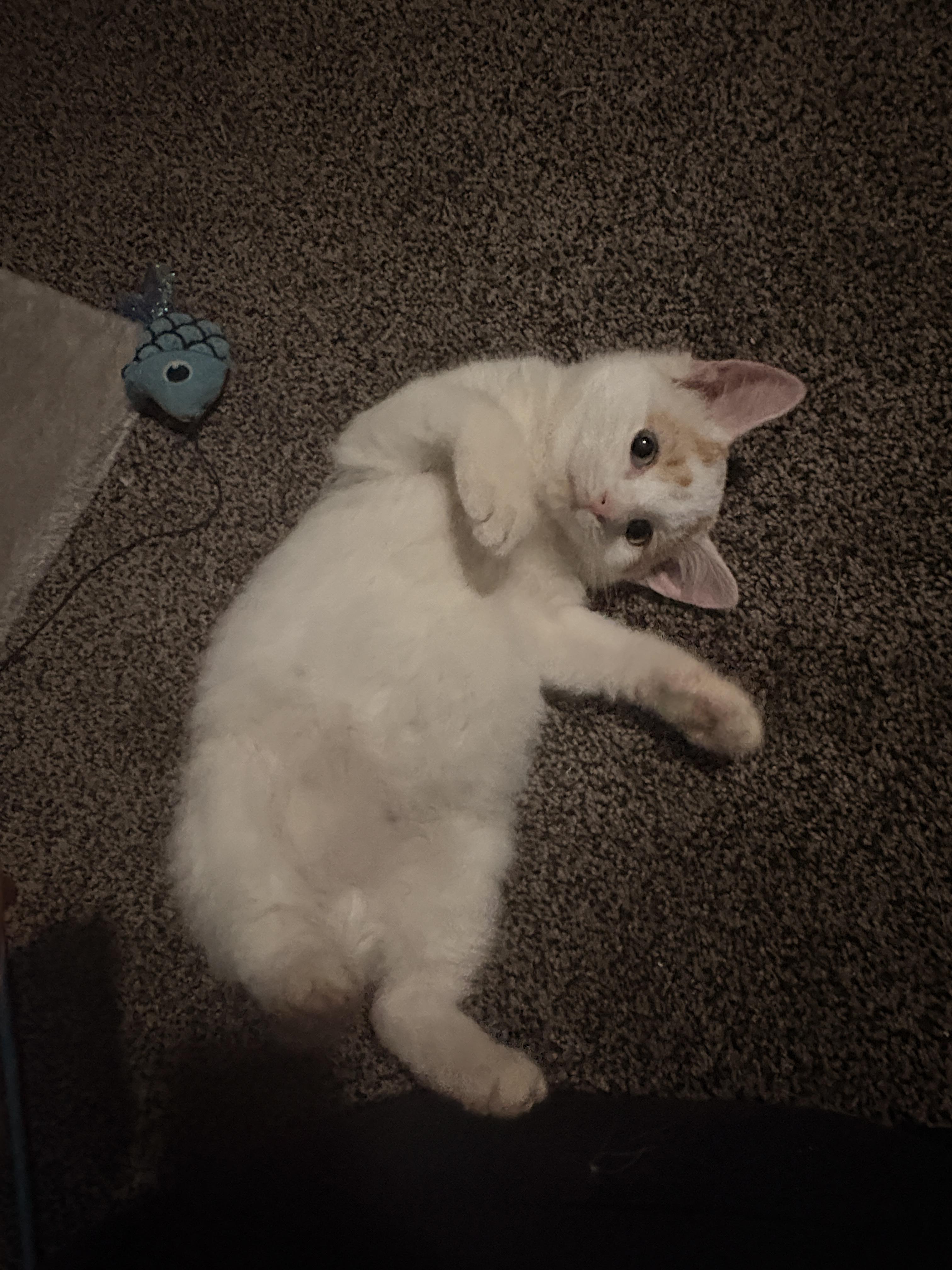 Roo, adopted, Young Male Domestic Short Hair.