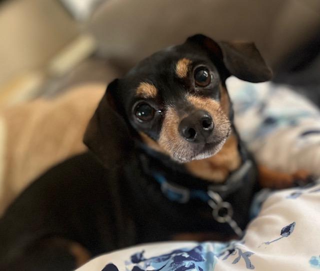 Enlarge Max, a ADOPTABLE mixed breed in Irmo, SC image 4/4