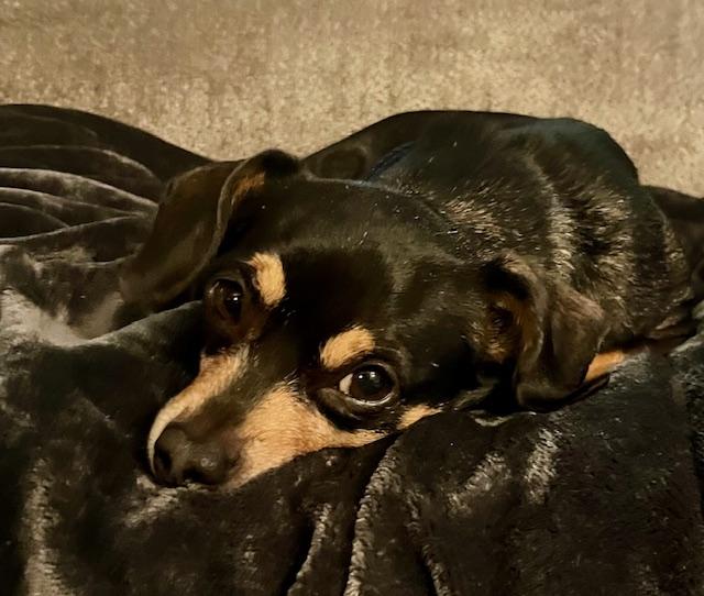 Enlarge Max, a ADOPTABLE mixed breed in Irmo, SC image 3/4