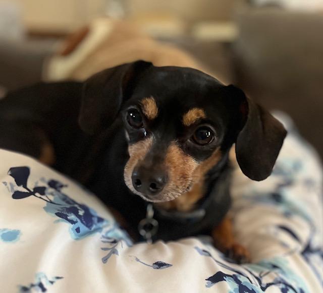 Enlarge Max, a ADOPTABLE mixed breed in Irmo, SC image 1/4