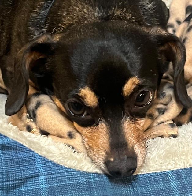 Enlarge Max, a ADOPTABLE mixed breed in Irmo, SC image 2/4