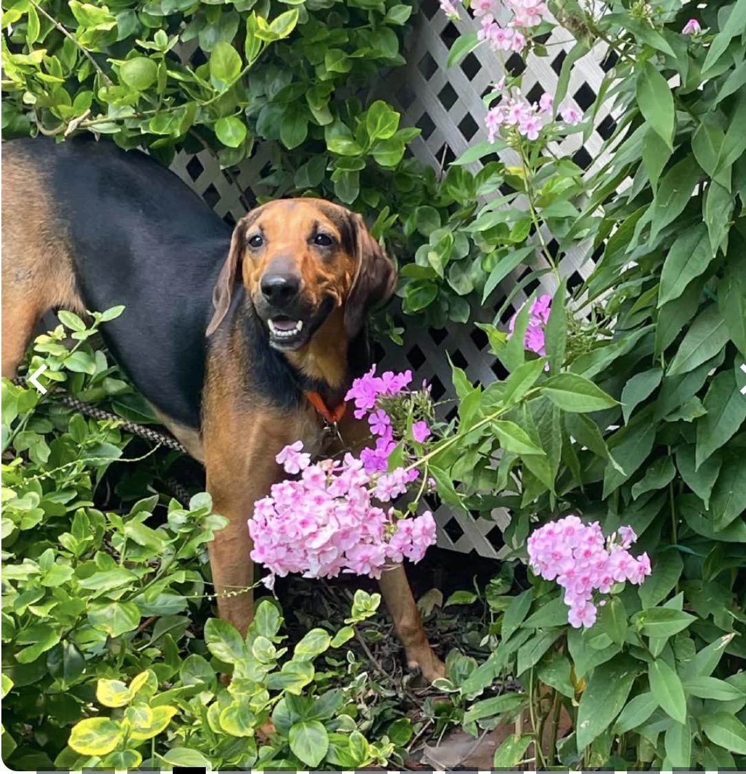 Pippa, a ADOPTABLE mixed breed in WARREN, RI image 3/5