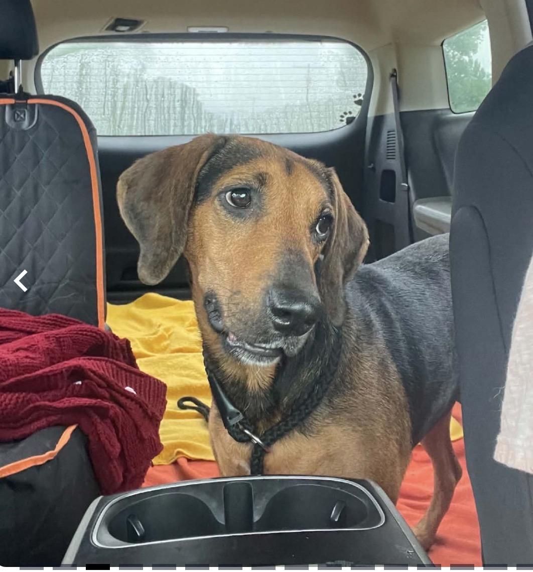 Pippa, a ADOPTABLE mixed breed in WARREN, RI image 2/5