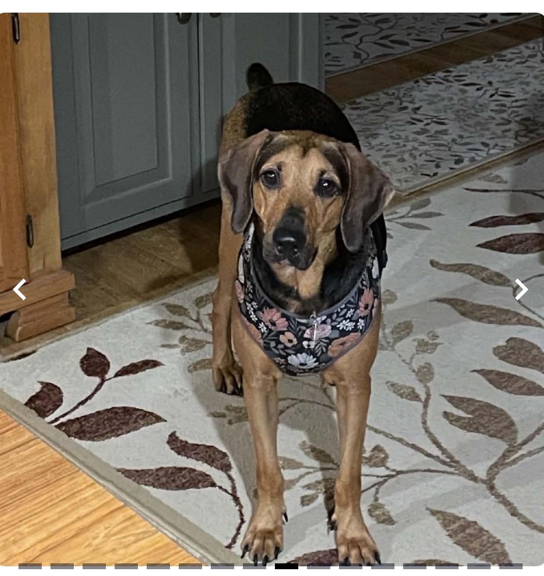Pippa, a ADOPTABLE mixed breed in WARREN, RI image 4/5