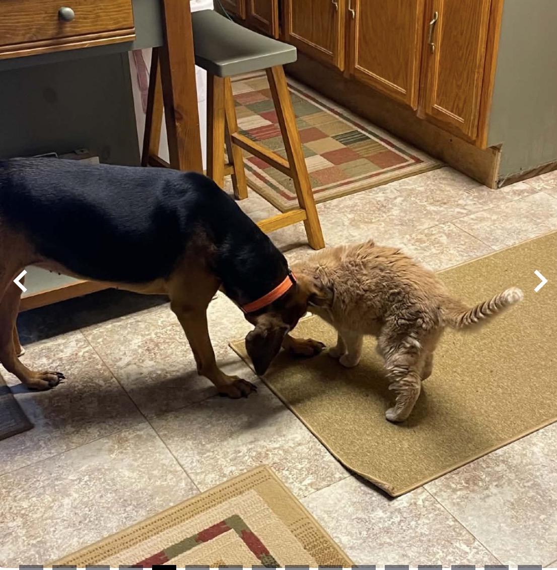 Pippa, ADOPTABLE, Adult Female Black and Tan Coonhound.