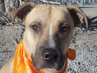 Albert, Adoptable, Adult Male Shepherd & Pit Bull Terrier.