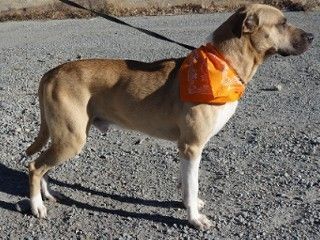 Albert, a Adoptable mixed breed in Anaconda, MT image 2/6