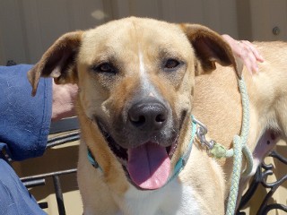 Albert, a Adoptable mixed breed in Anaconda, MT image 3/6