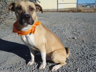 Albert, a Adoptable mixed breed in Anaconda, MT image 4/6
