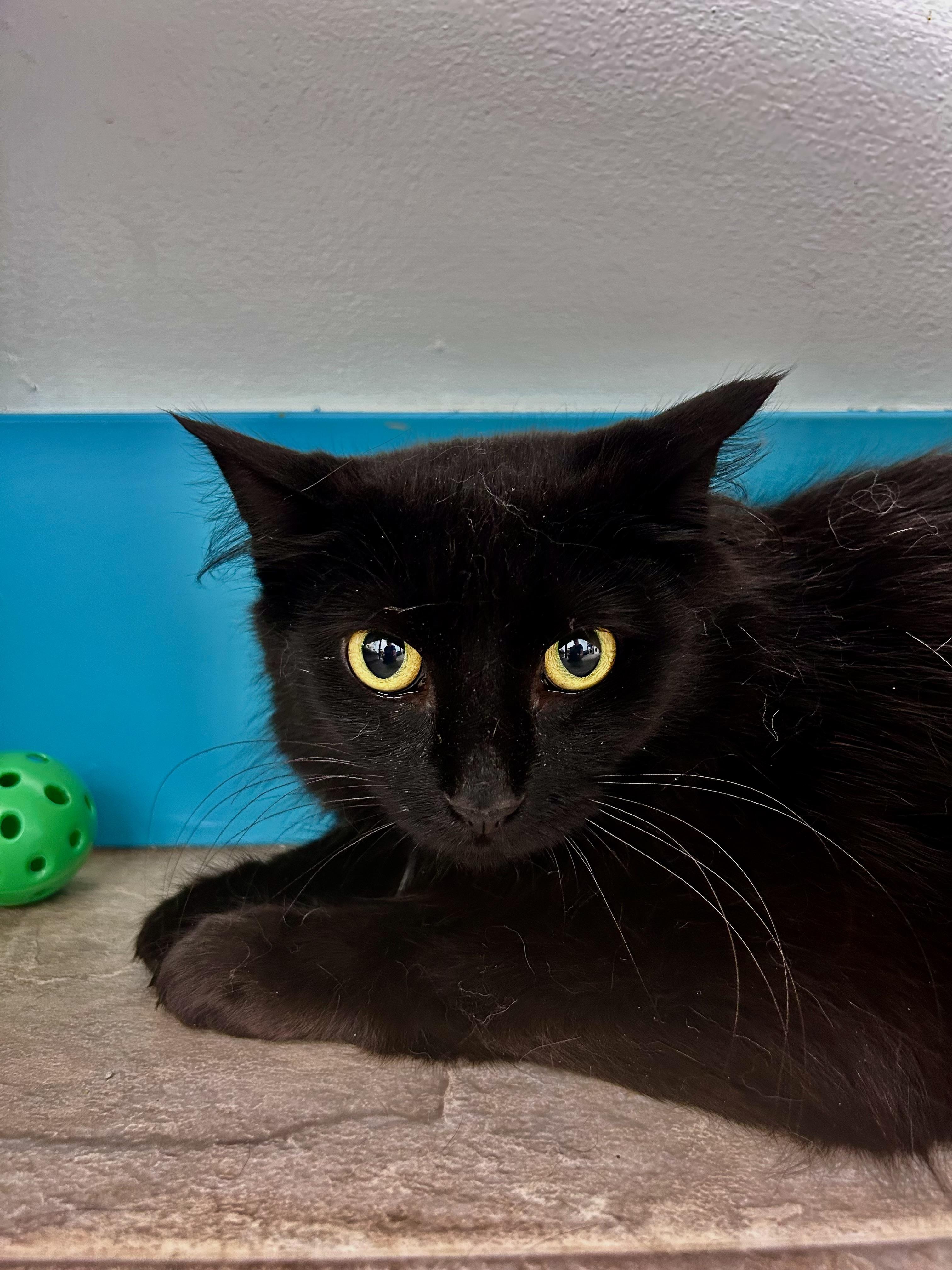 Enlarge Emma, a ADOPTABLE Domestic Long Hair in Grand Rapids, MI image 3/6