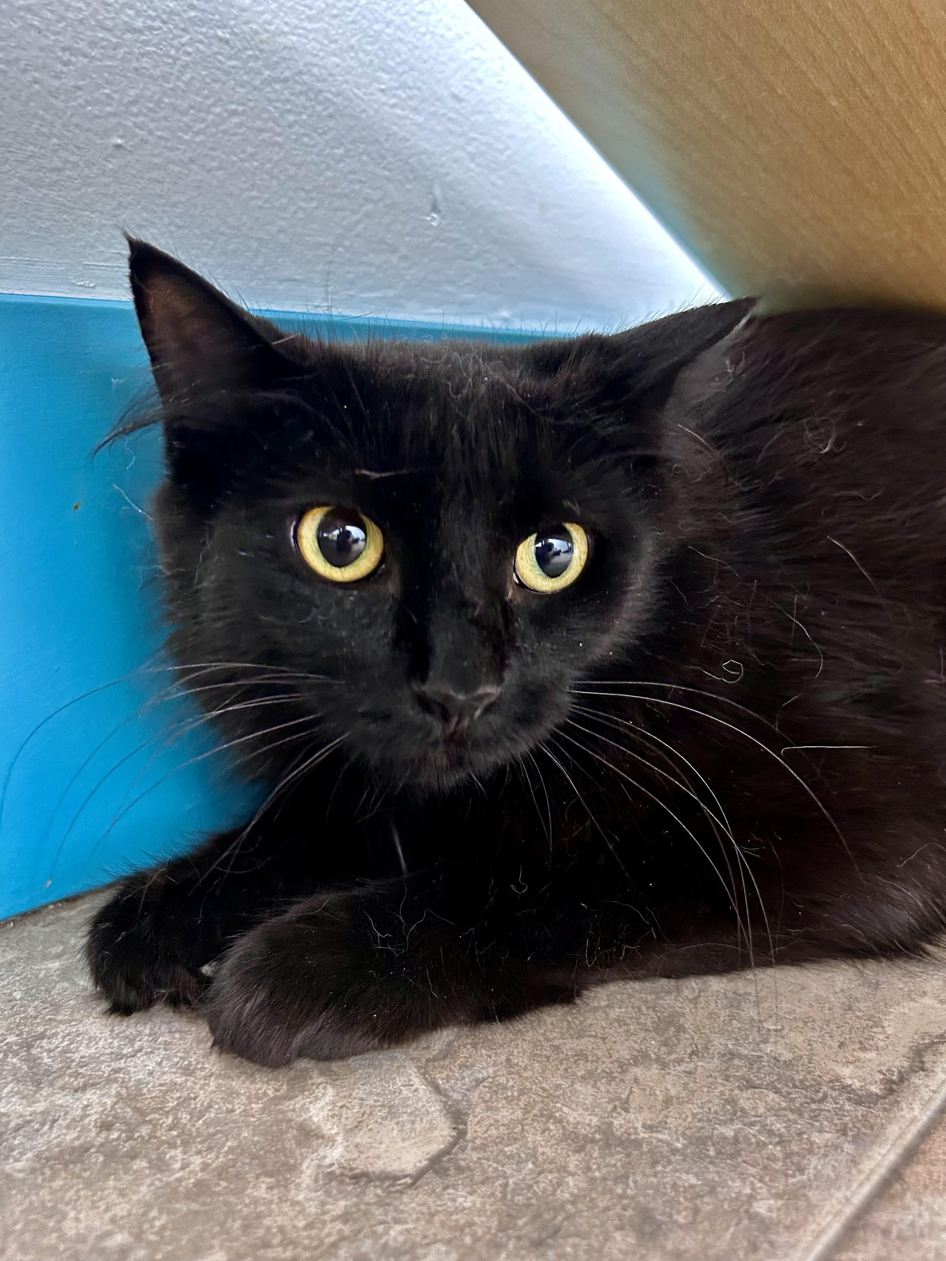 Enlarge Emma, a ADOPTABLE Domestic Long Hair in Grand Rapids, MI image 1/6