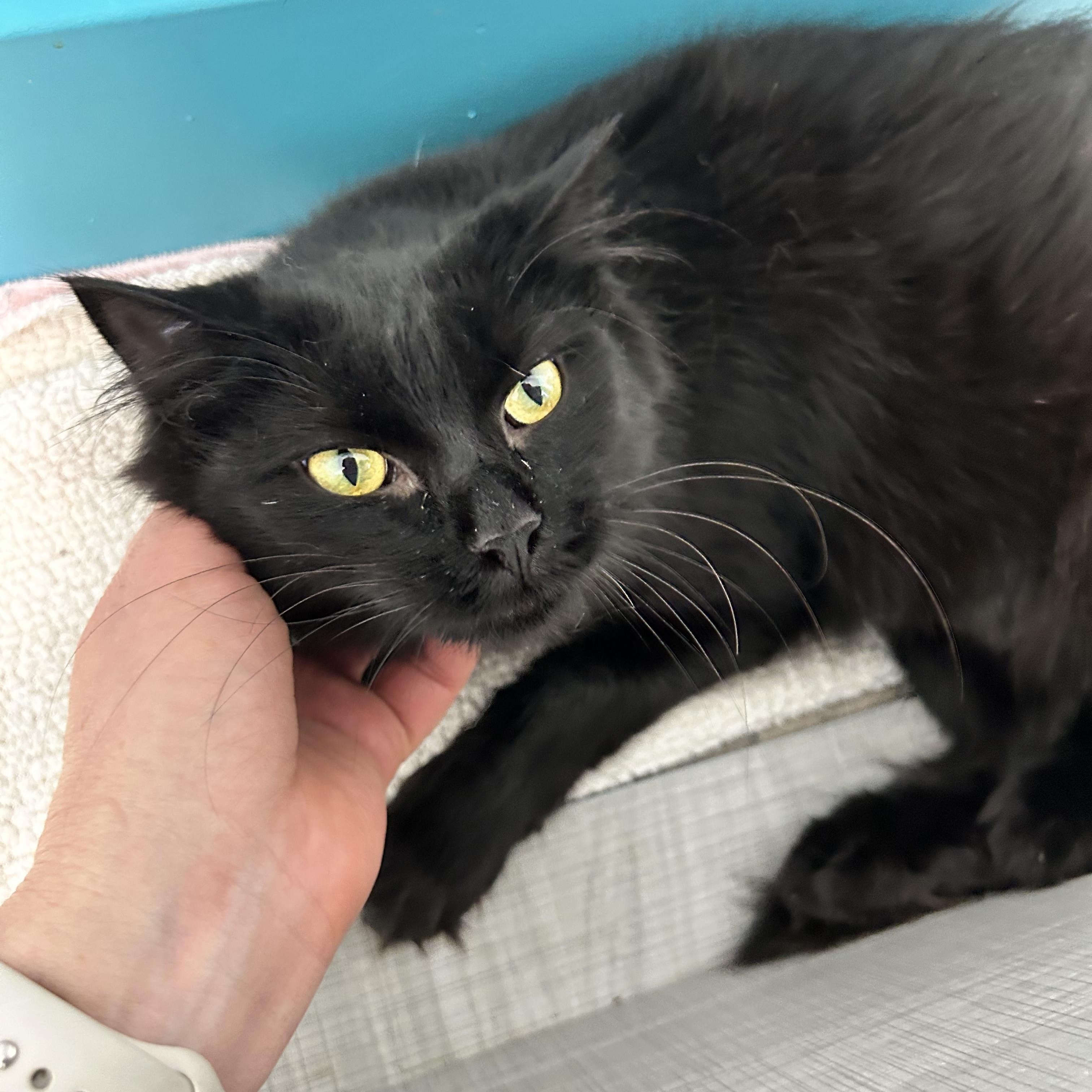 Enlarge Emma, a ADOPTABLE Domestic Long Hair in Grand Rapids, MI image 6/6