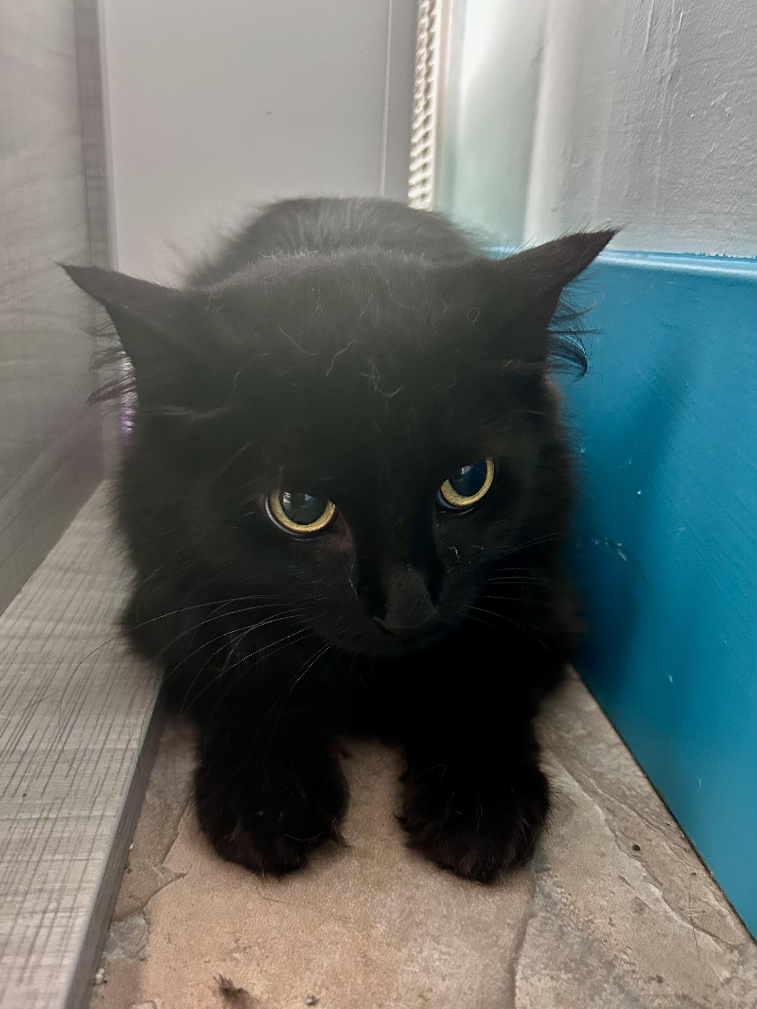 Enlarge Emma, a ADOPTABLE Domestic Long Hair in Grand Rapids, MI image 4/6