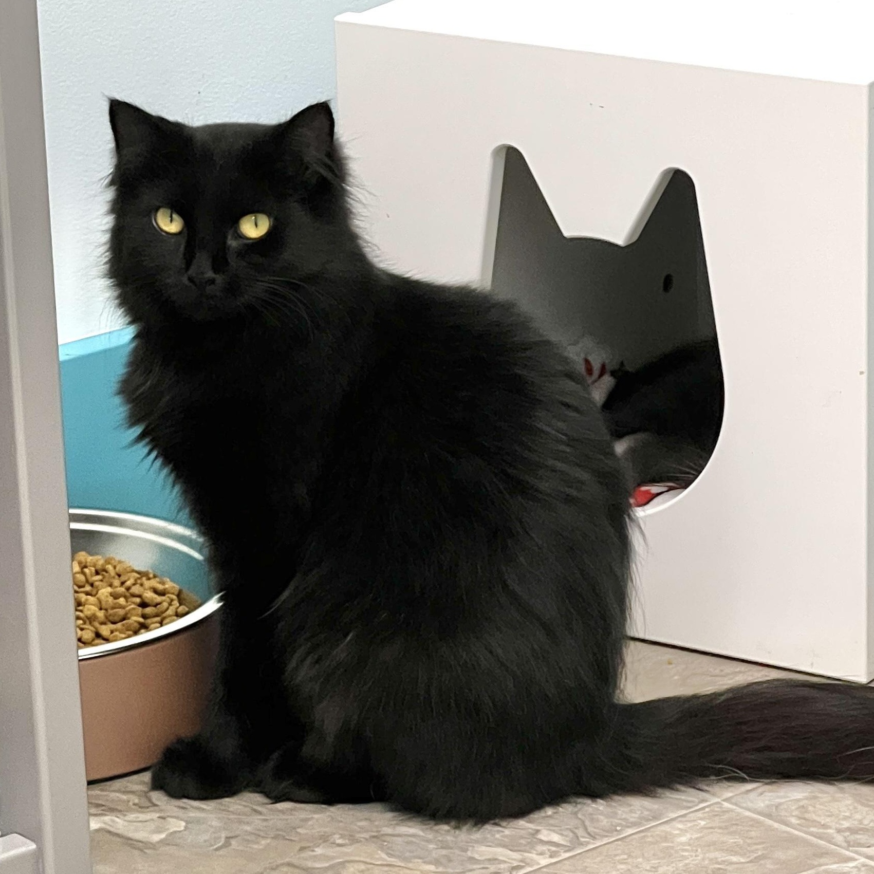 Emma, a ADOPTABLE Domestic Long Hair in Grand Rapids, MI image 5/6