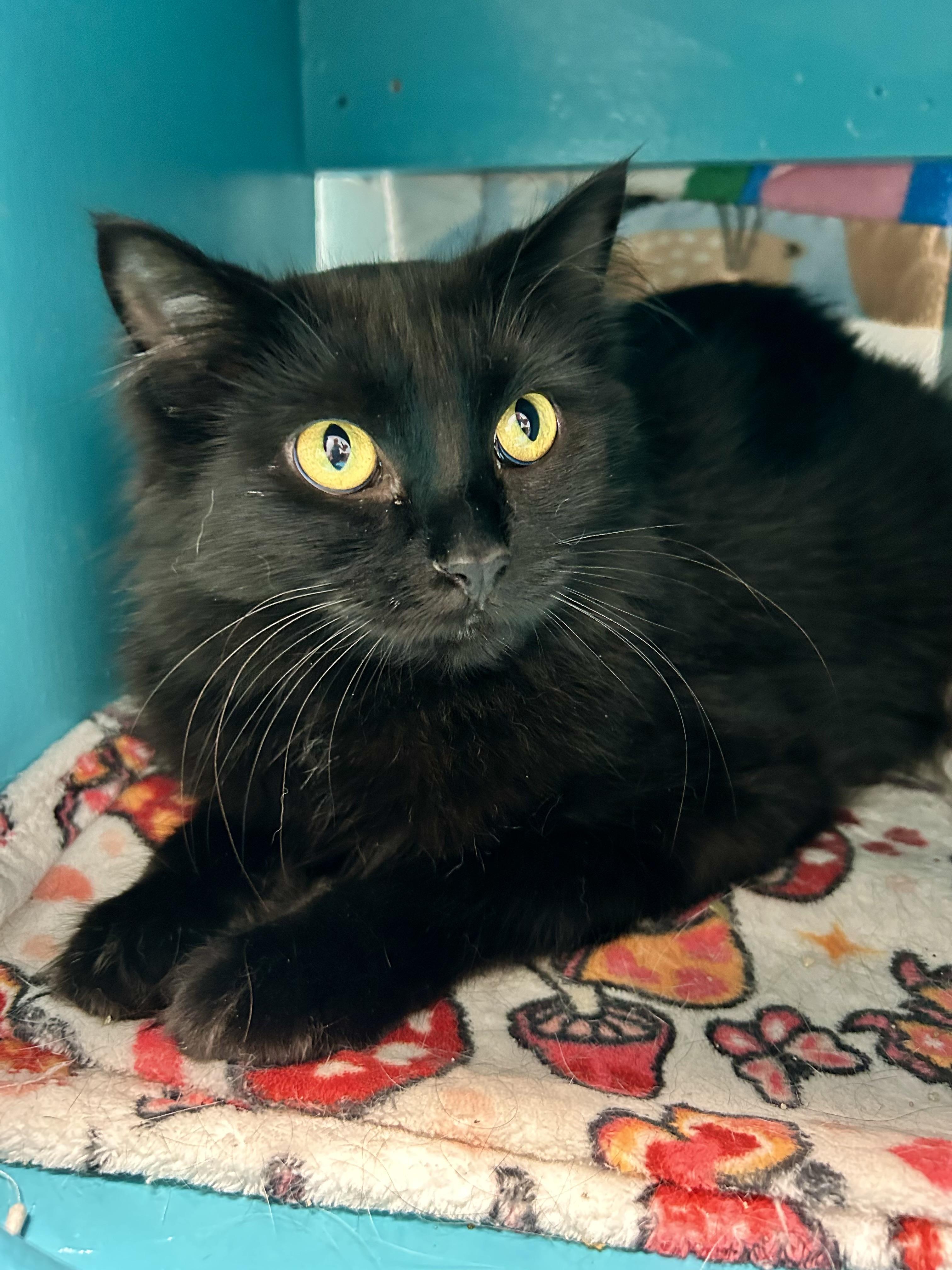 Emma, ADOPTABLE, Young Female Domestic Long Hair.