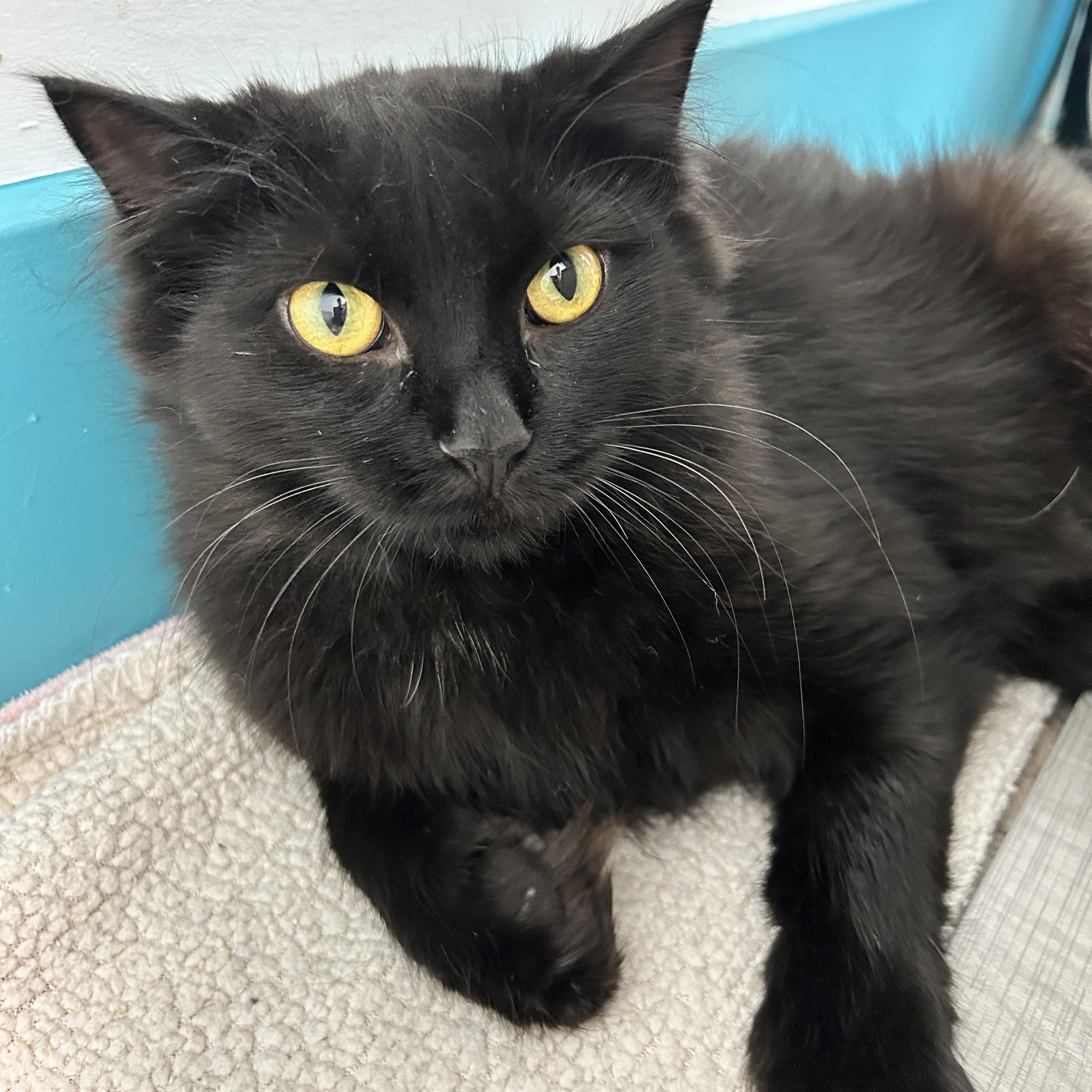 Enlarge Emma, a ADOPTABLE Domestic Long Hair in Grand Rapids, MI image 1/6