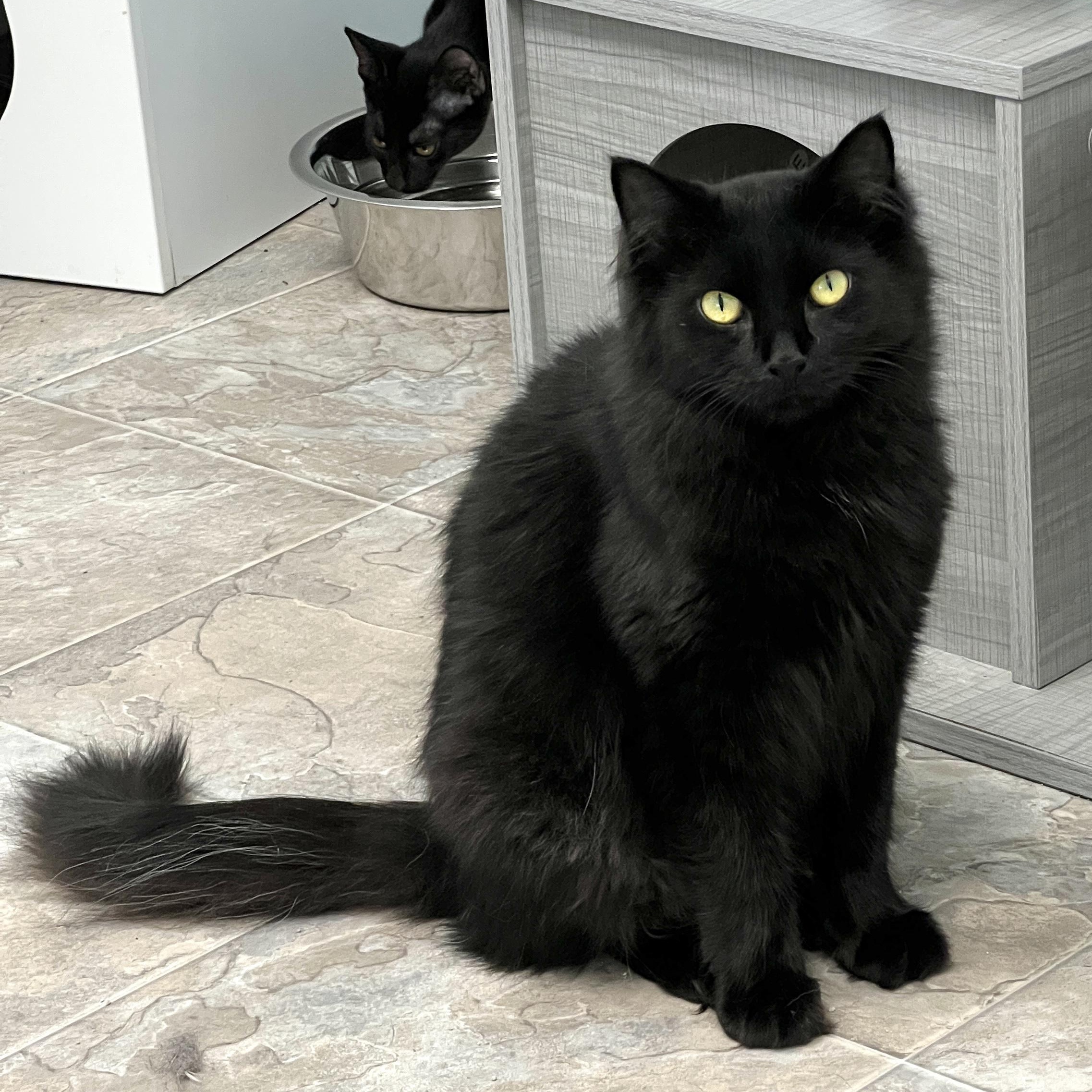 Emma, a ADOPTABLE Domestic Long Hair in Grand Rapids, MI image 2/6