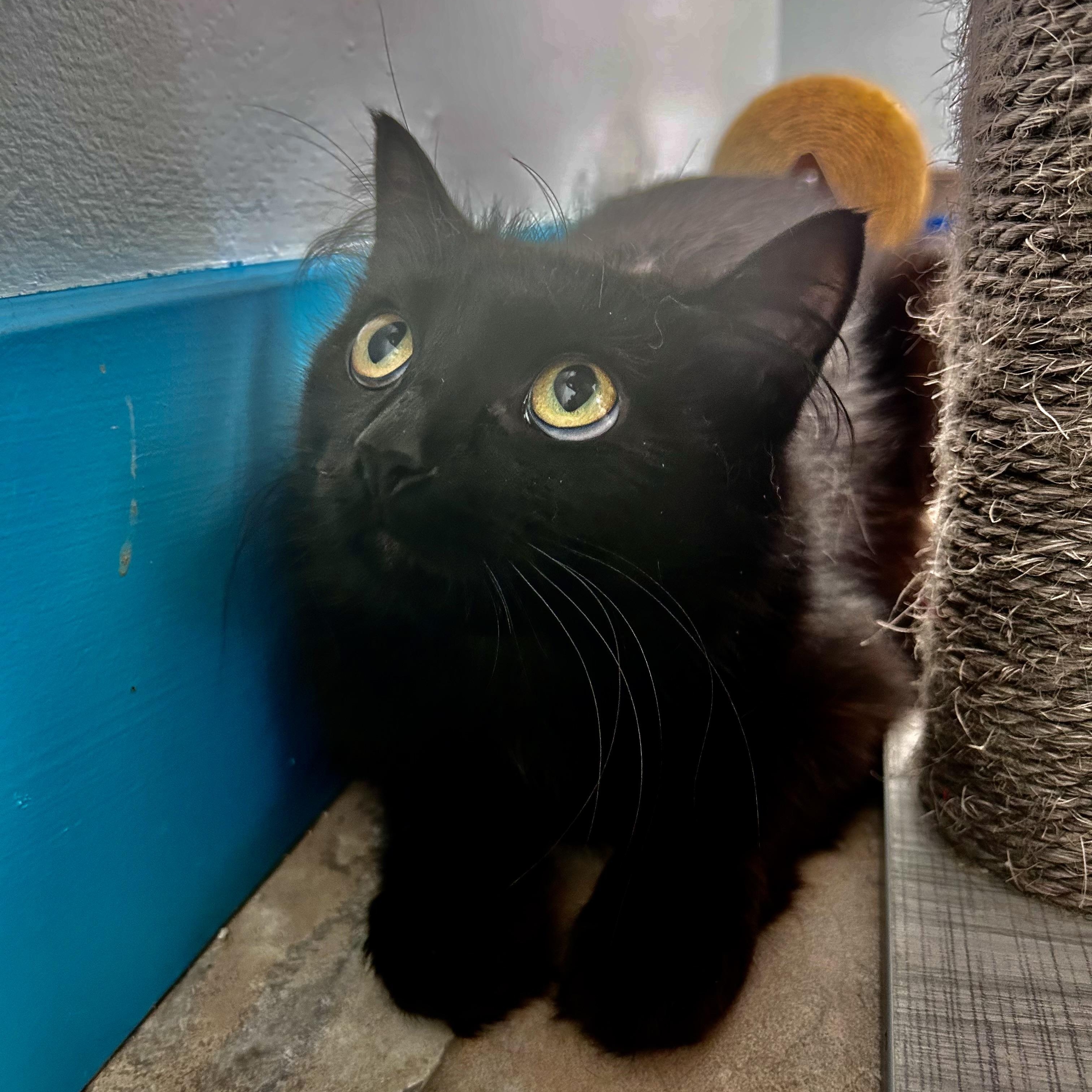 Enlarge Emma, a ADOPTABLE Domestic Long Hair in Grand Rapids, MI image 6/6
