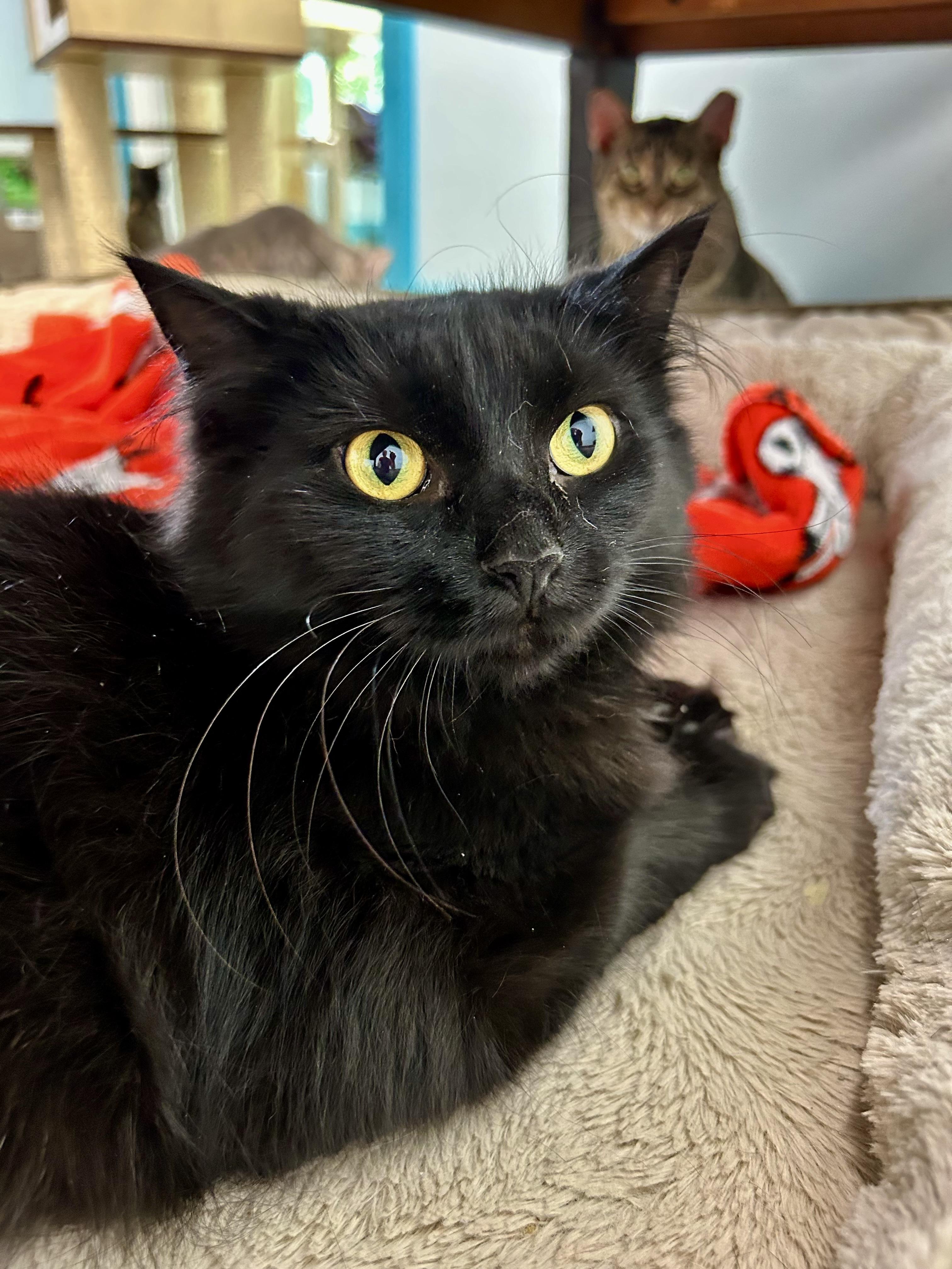 Emma, a ADOPTABLE Domestic Long Hair in Grand Rapids, MI image 6/6
