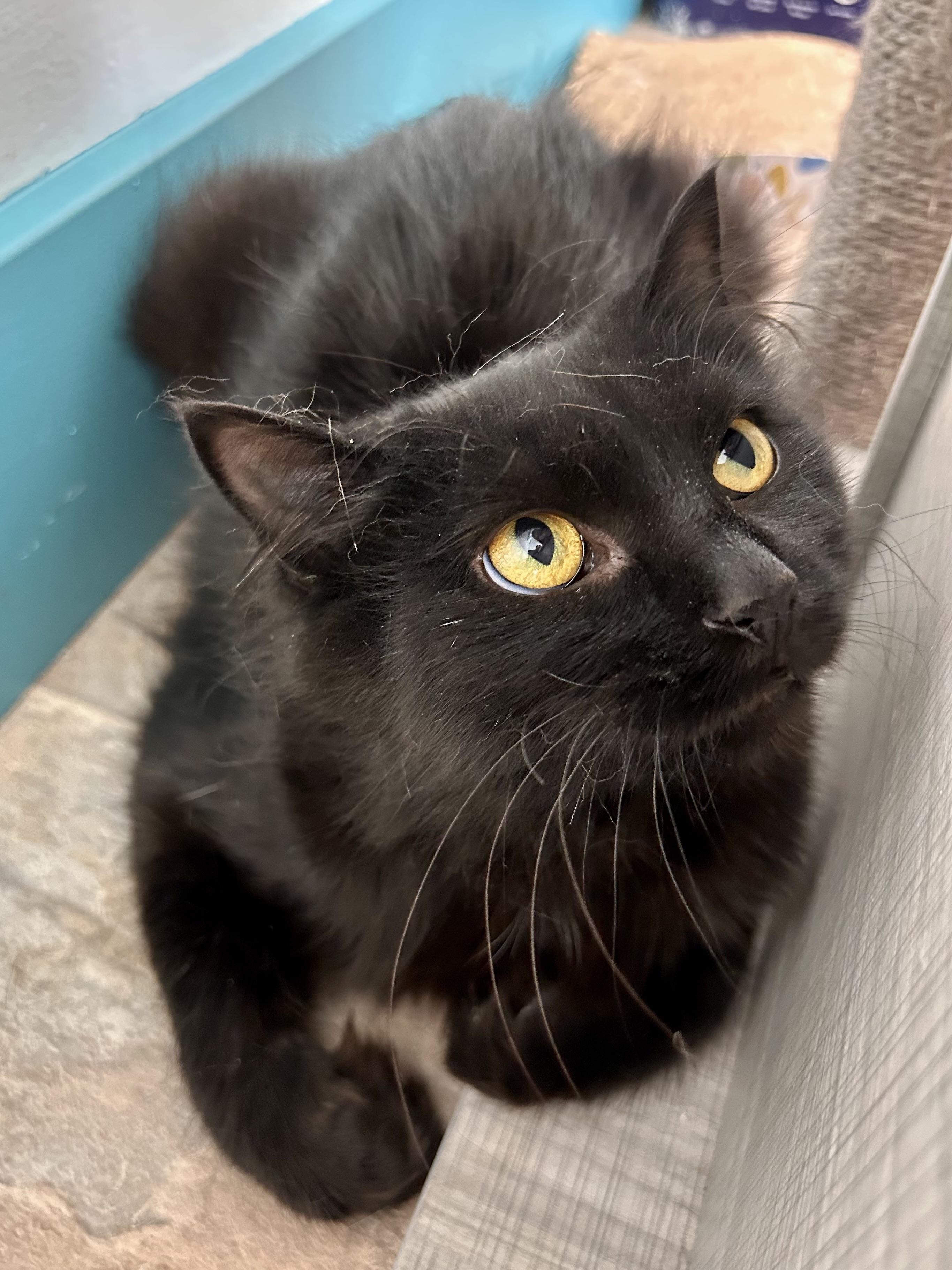 Enlarge Emma, a ADOPTABLE Domestic Long Hair in Grand Rapids, MI image 2/6