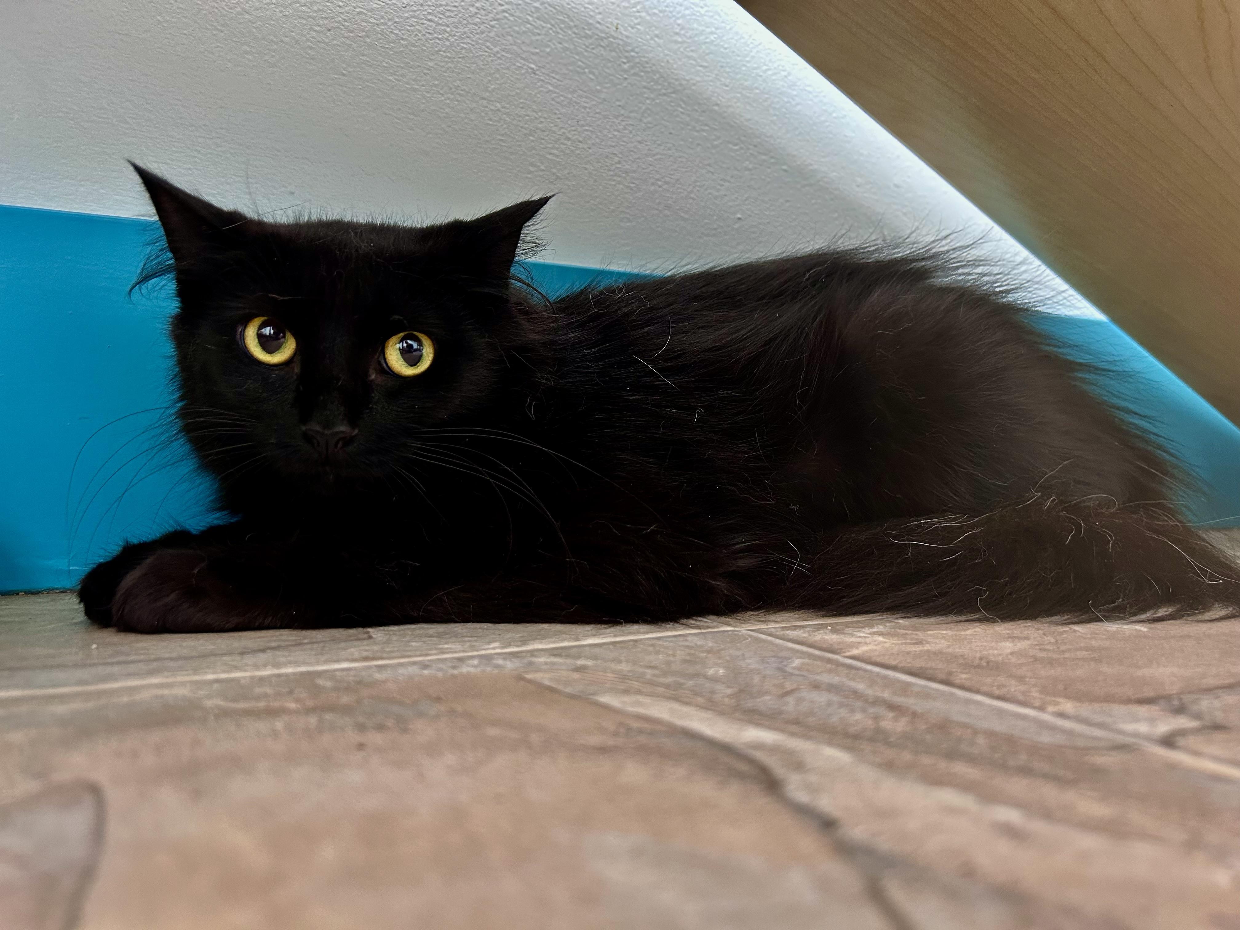 Enlarge Emma, a ADOPTABLE Domestic Long Hair in Grand Rapids, MI image 5/6