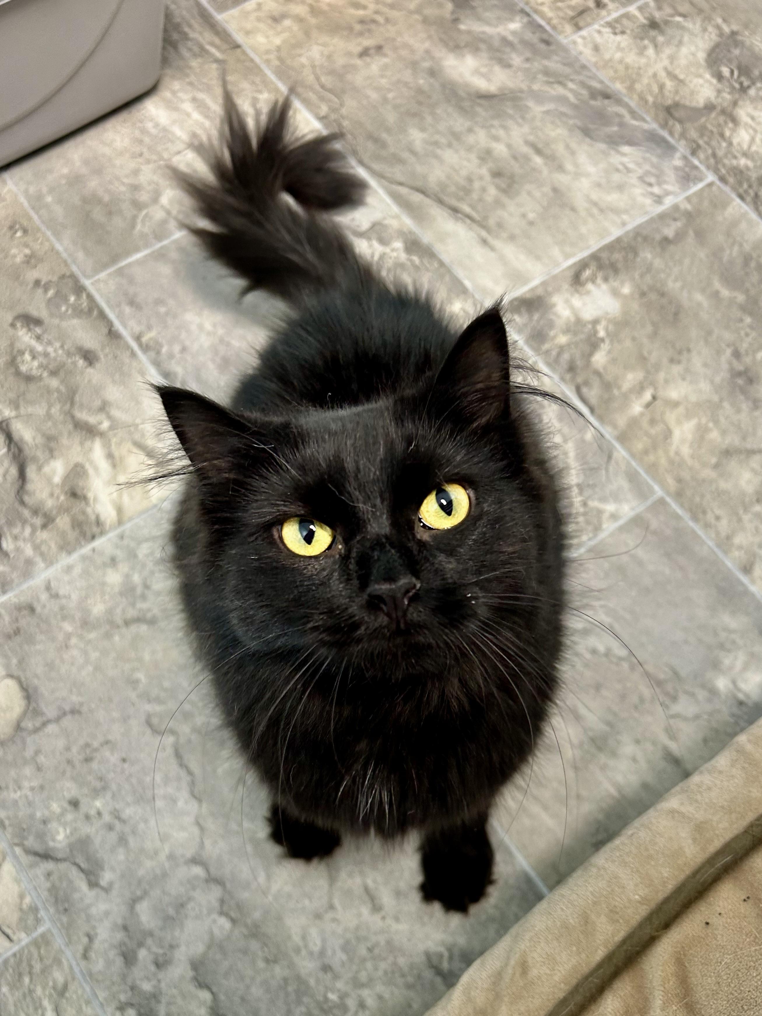 Enlarge Emma, a Adoptable Domestic Long Hair in Grand Rapids, MI image 1/6