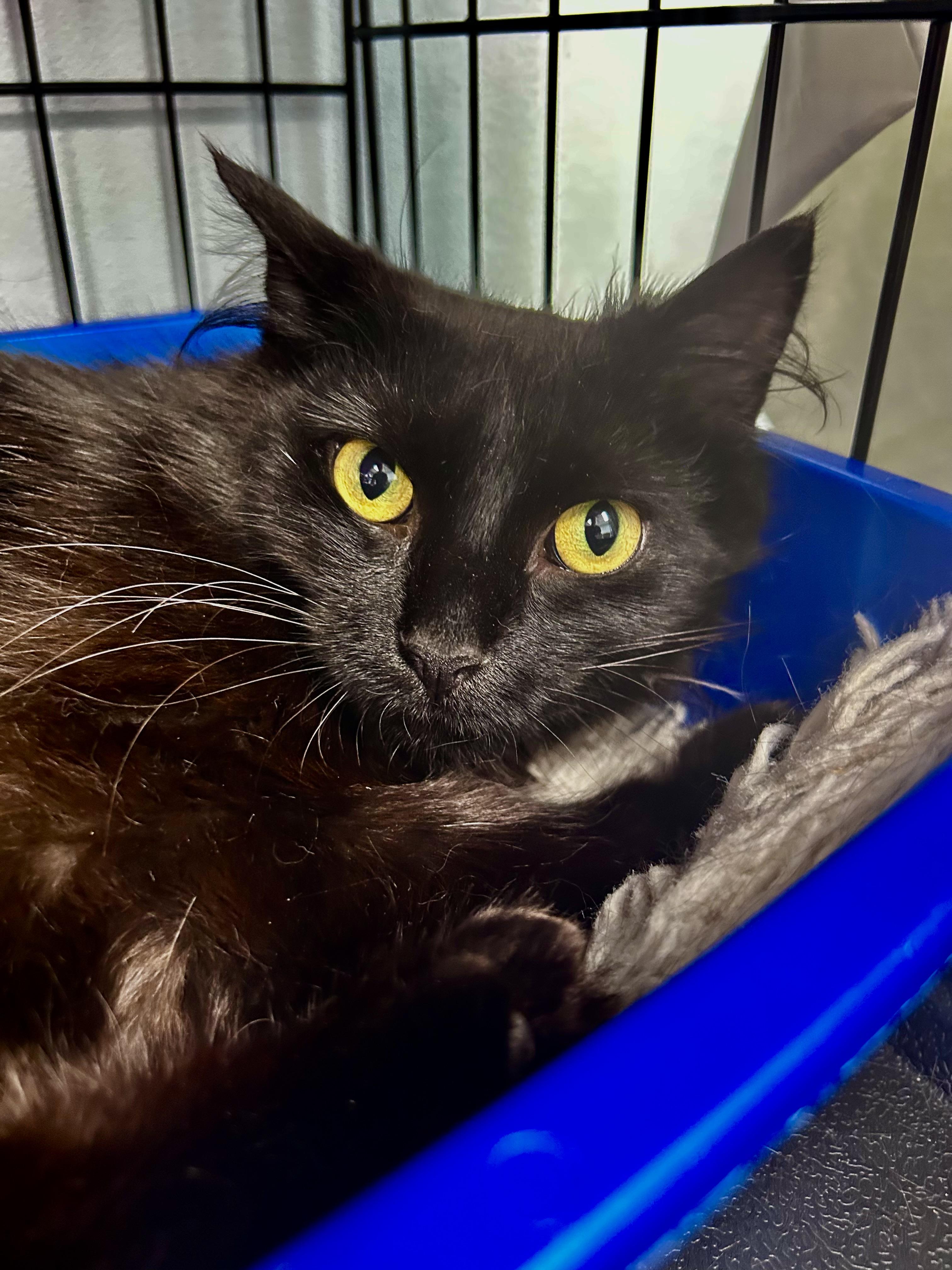 Enlarge Emma, a ADOPTABLE Domestic Long Hair in Grand Rapids, MI image 2/6
