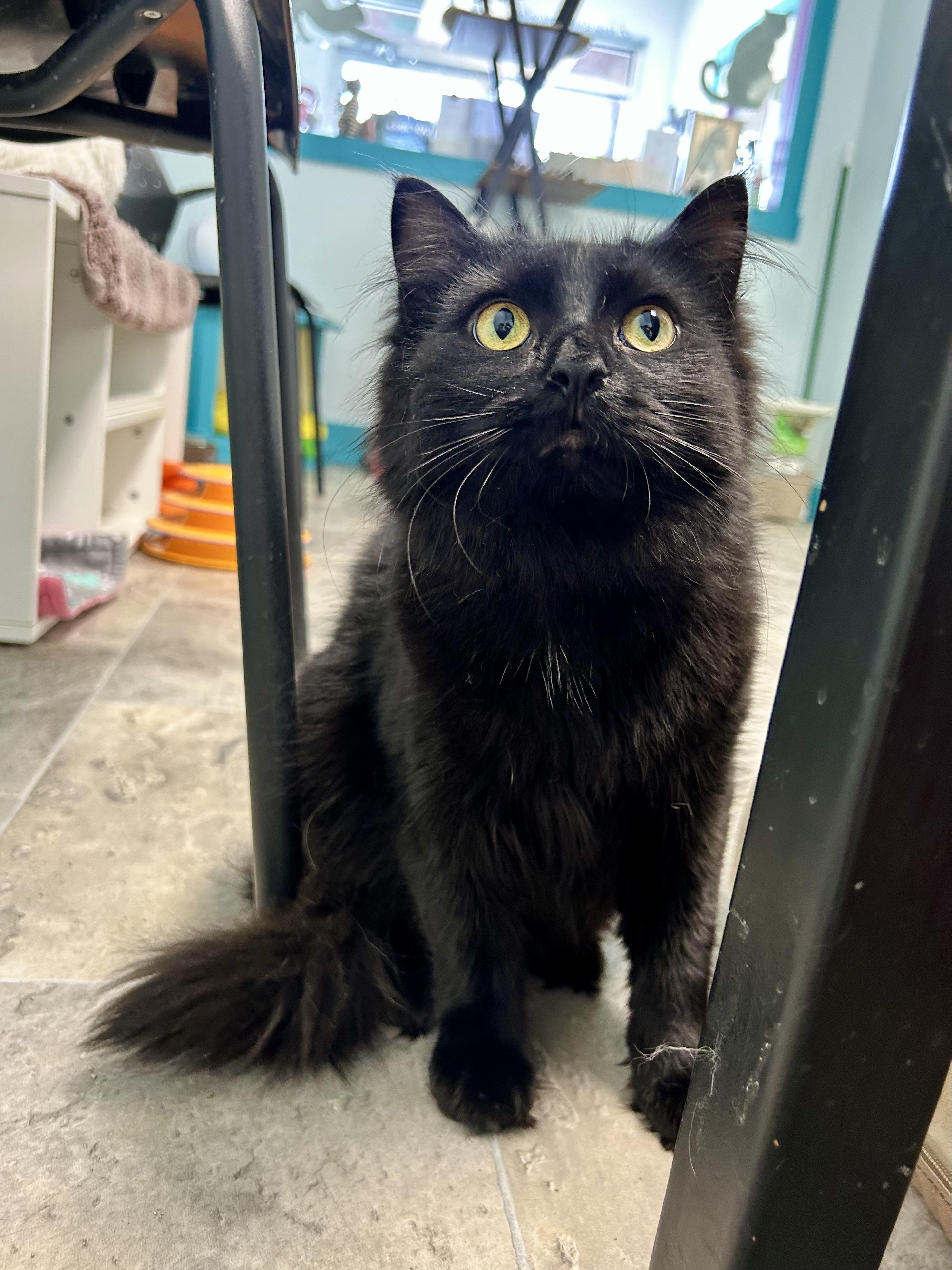 Enlarge Emma, a Adoptable Domestic Long Hair in Grand Rapids, MI image 6/6