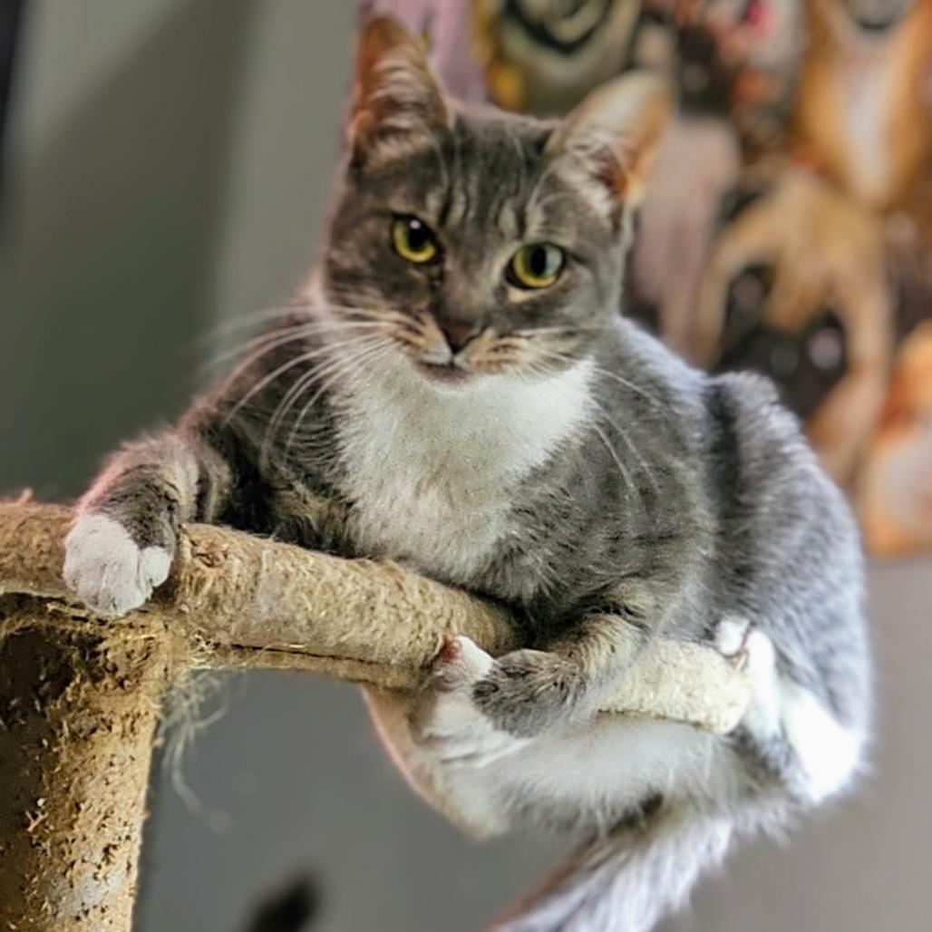 Enlarge Grey, a Adoptable Domestic Short Hair in Chapel Hill, NC image 1/3