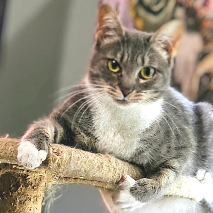 Grey, Adoptable, Adult Female Domestic Short Hair.