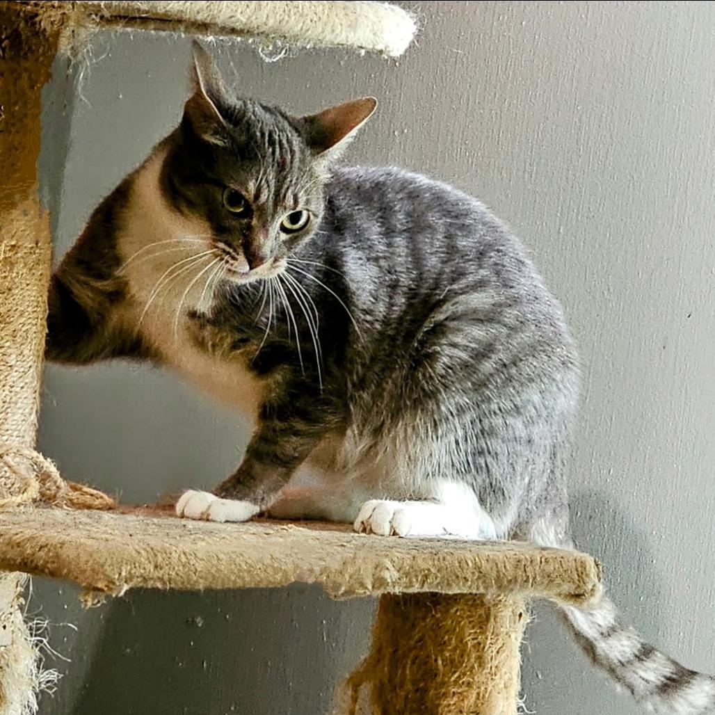 Enlarge Grey, a Adoptable Domestic Short Hair in Chapel Hill, NC image 2/3