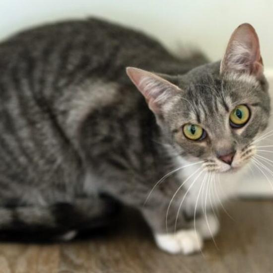 Enlarge Grey, a Adoptable Domestic Short Hair in Chapel Hill, NC image 3/3