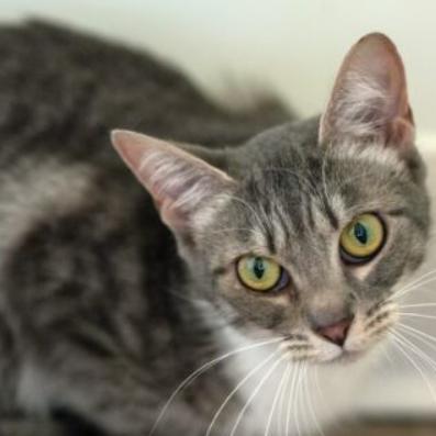 Enlarge Grey, a Adoptable Domestic Short Hair in Chapel Hill, NC image 2/2