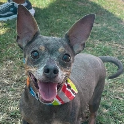 Lolo, a Adoptable Chihuahua in Douglas, MA image 4/5