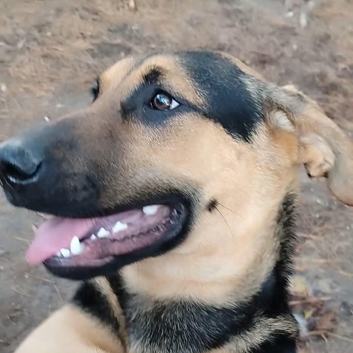 Enlarge Skeeter, a Adoptable mixed breed in Carson, MS image 2/5