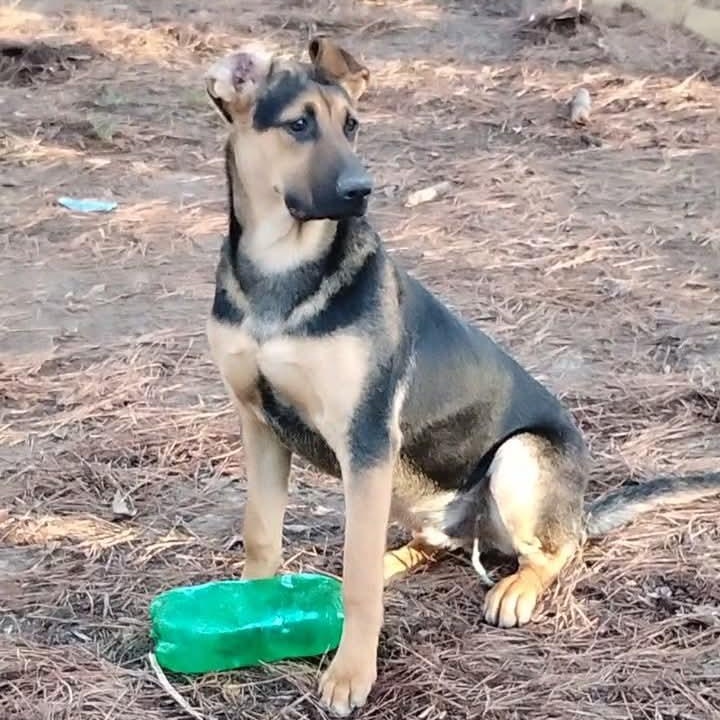 Skeeter, Adoptable, Young Male German Shepherd Dog & Boxer.