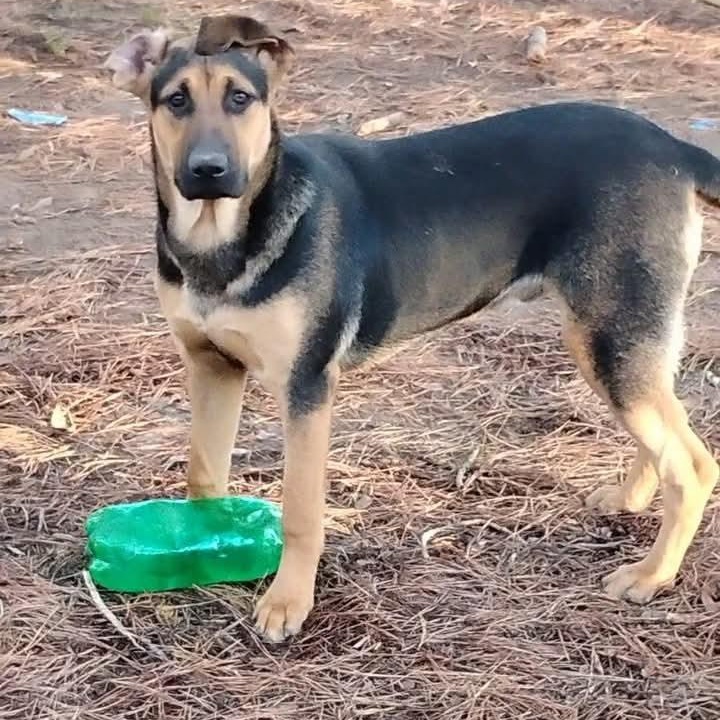 Enlarge Skeeter, a Adoptable mixed breed in Carson, MS image 3/5