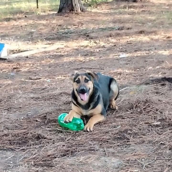 Enlarge Skeeter, a Adoptable mixed breed in Carson, MS image 4/5