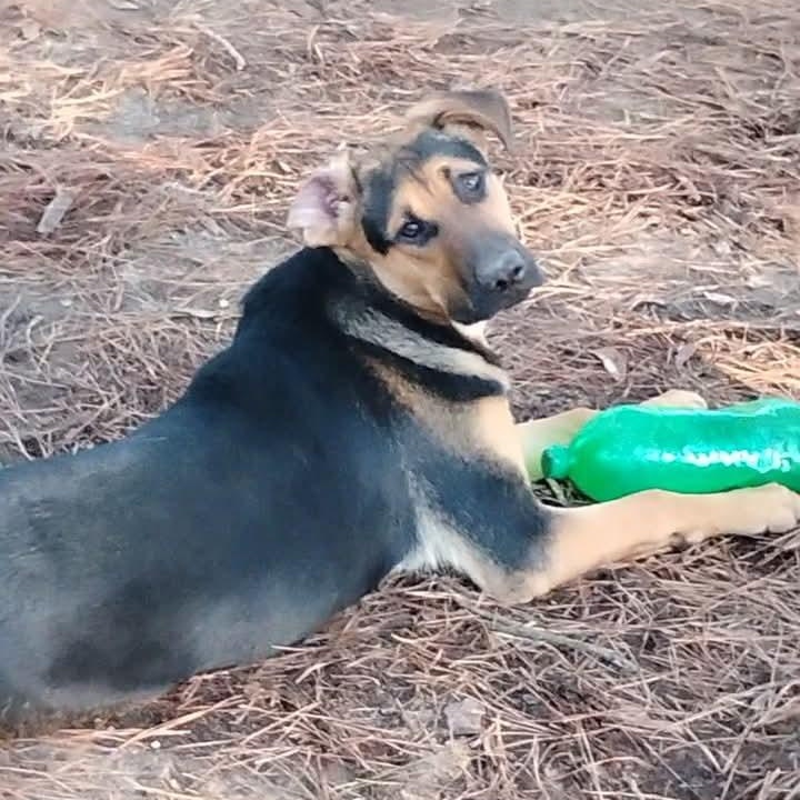 Enlarge Skeeter, a Adoptable mixed breed in Carson, MS image 5/5