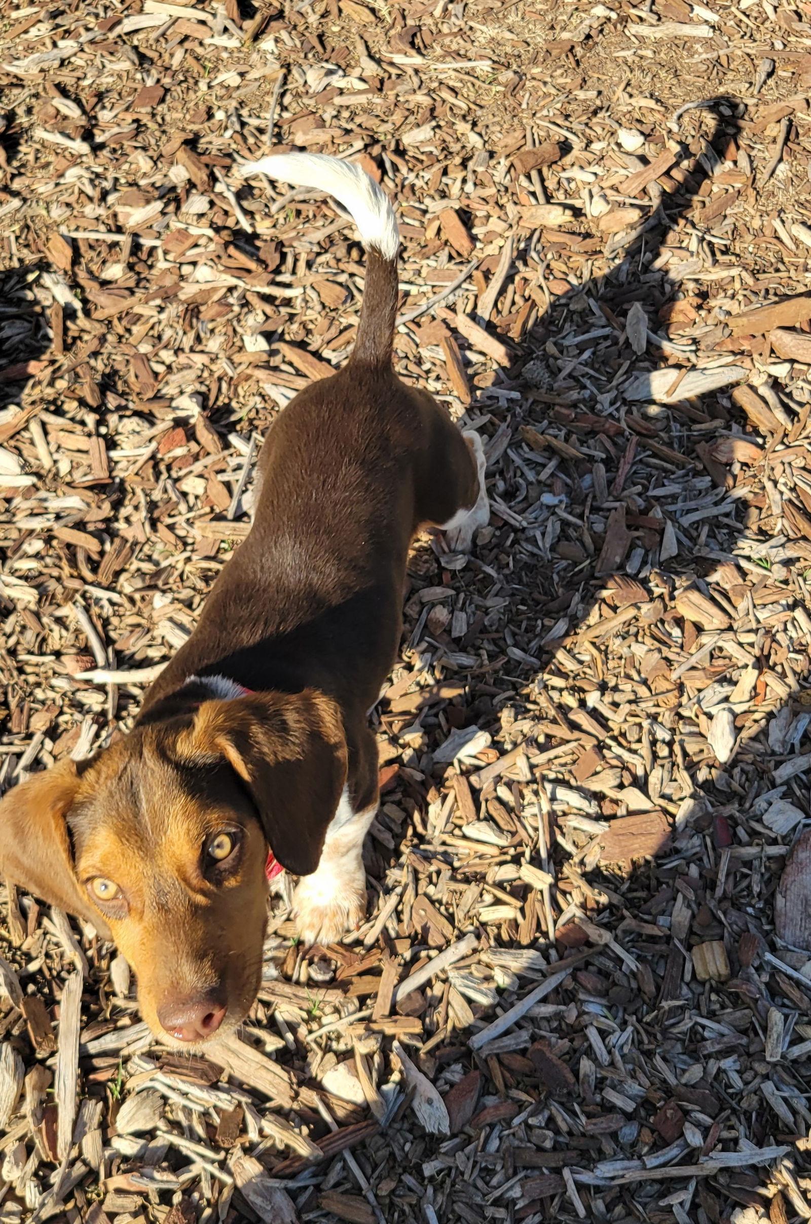 Booger (Hunter Boogers), Adopted, Puppy Male Beagle.