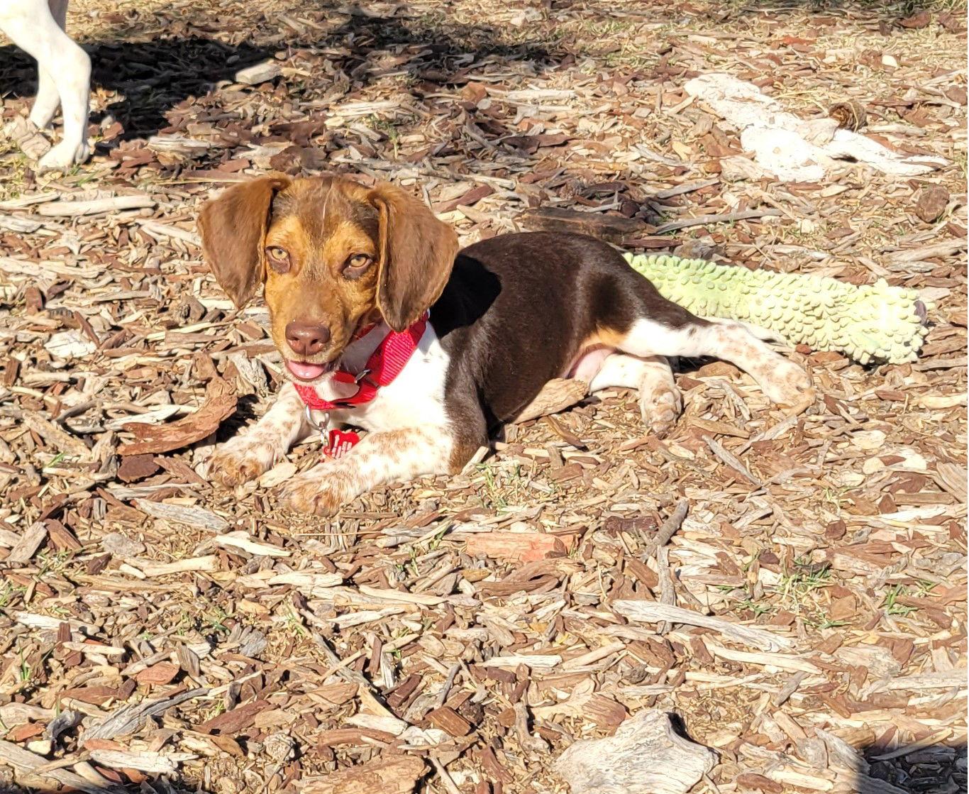 Enlarge Booger (Hunter Boogers), a Adopted Beagle in Las Vegas, NV image 3/3