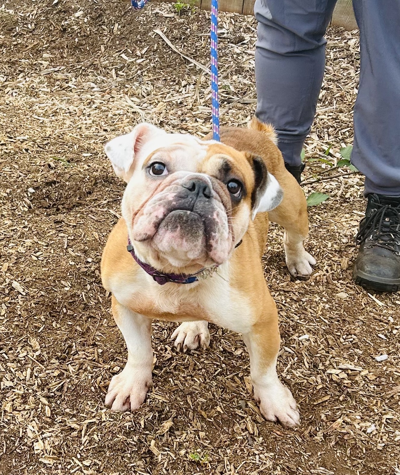 Enlarge Archie, a Adoptable mixed breed in lynnwood , WA image 4/6