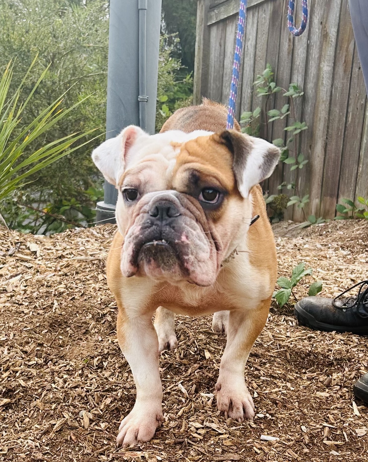 Enlarge Archie, a Adoptable mixed breed in lynnwood , WA image 3/6