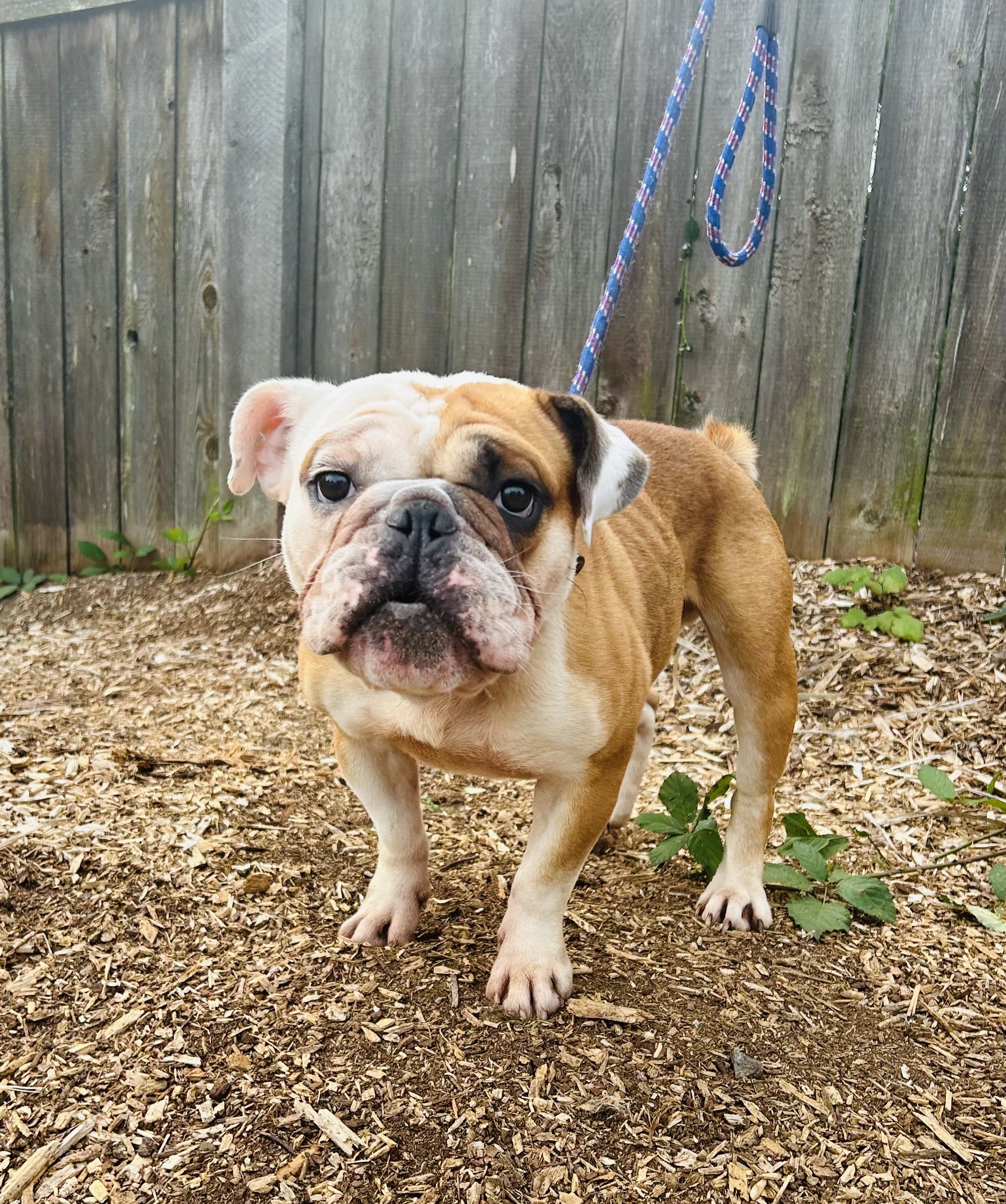 Enlarge Archie, a Adoptable mixed breed in lynnwood , WA image 5/6
