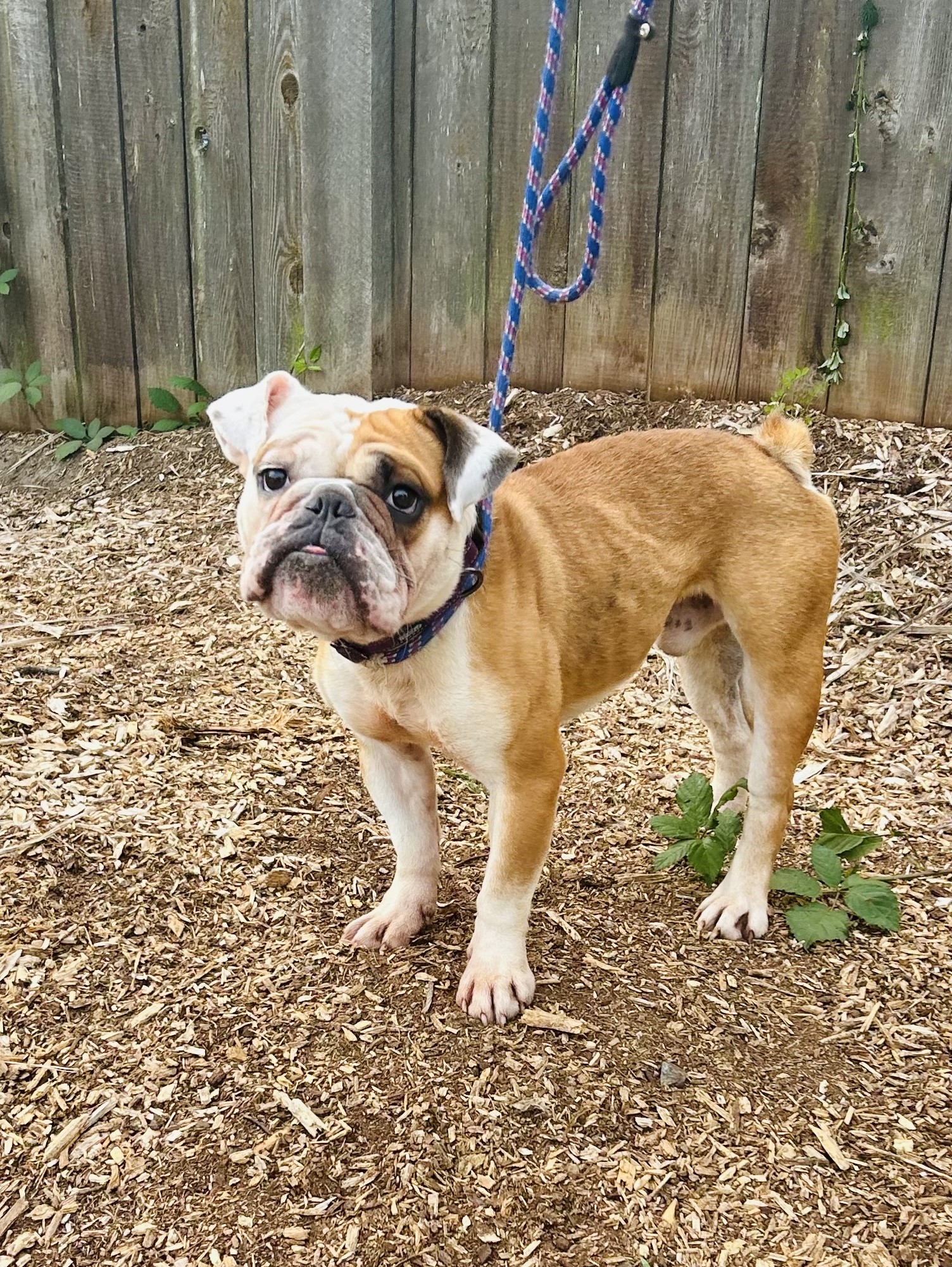 Enlarge Archie, a Adoptable mixed breed in lynnwood , WA image 2/6